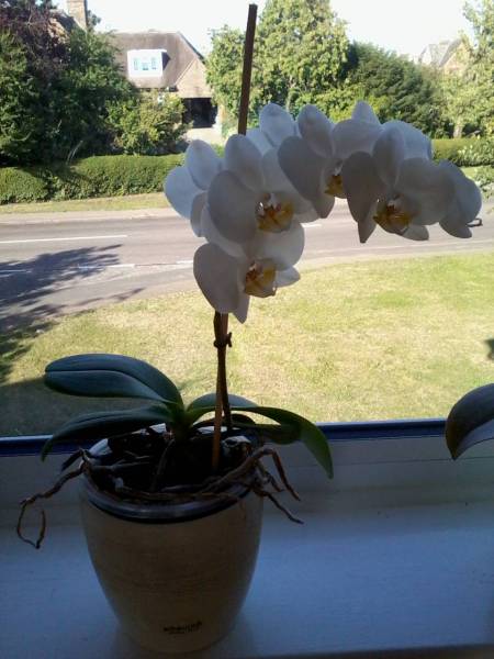 White Phal - NoID