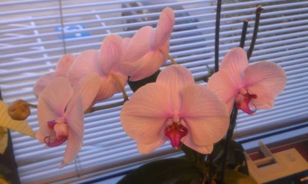 Pink-Purple Phal