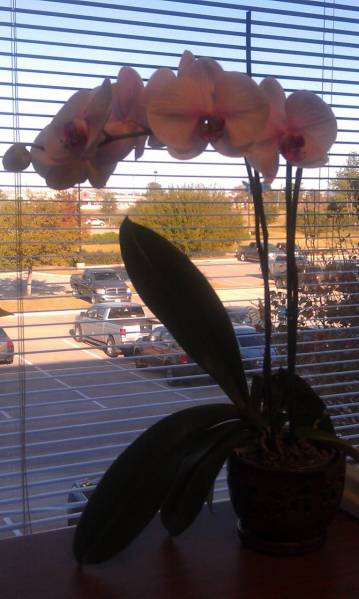 Pink-Purple Phal