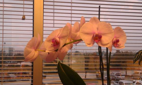 Pink-Purple Phal