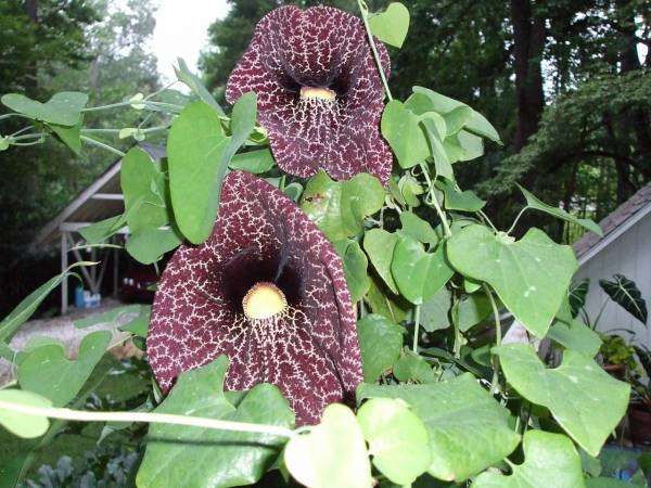 tropical dutchman's pipe