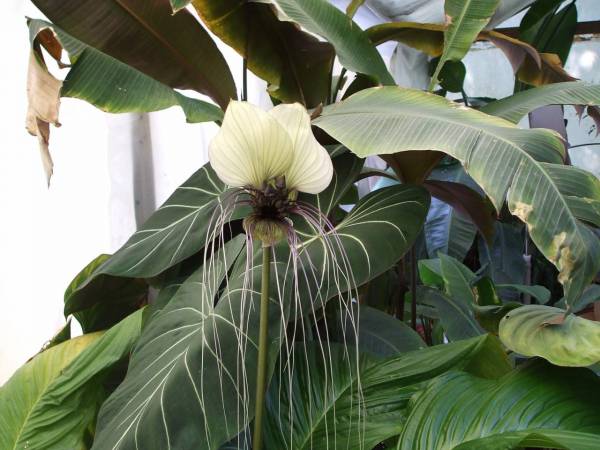 white bat flower