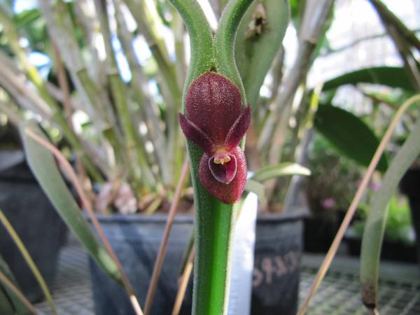 Pleurothallis_aff_dilemma_3