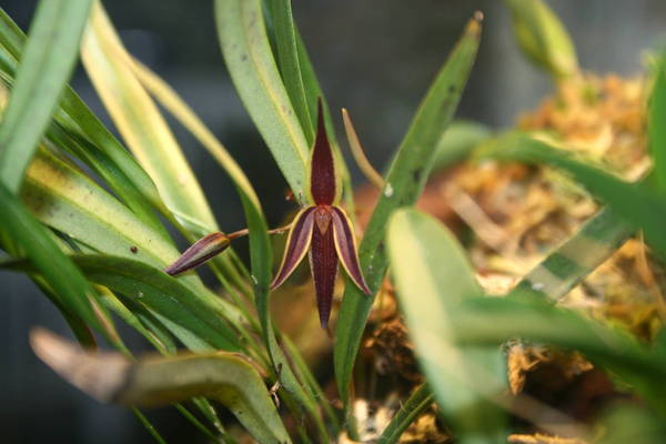 Pleurothallis allenii flower