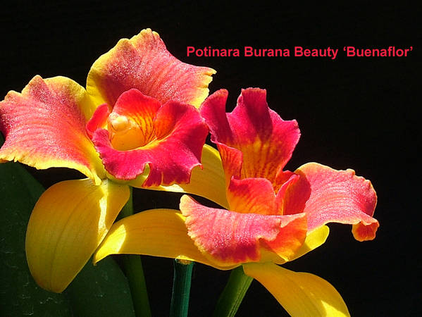 Potinara_Burana_Beauty_Burnaflor_