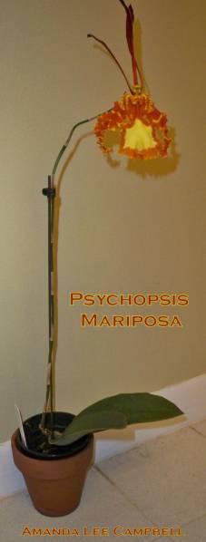 Psychopsis Mariposa