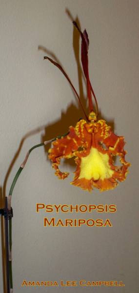 Psychopsis Mariposa