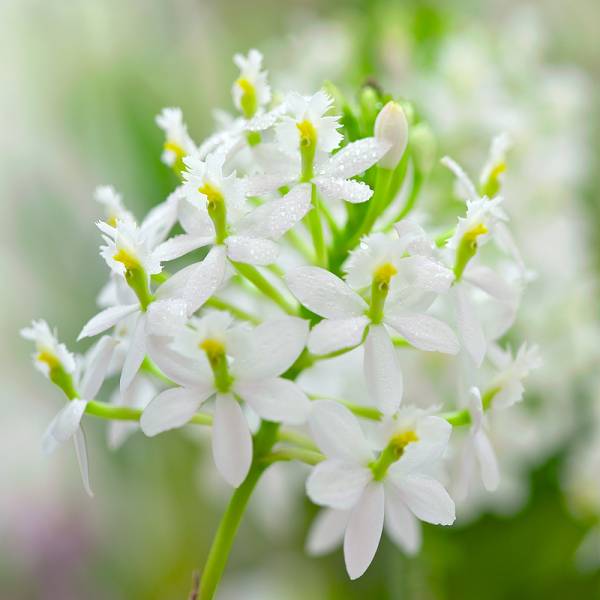 White Crucifix Orchid