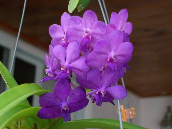 Purple_Vanda_low_2_