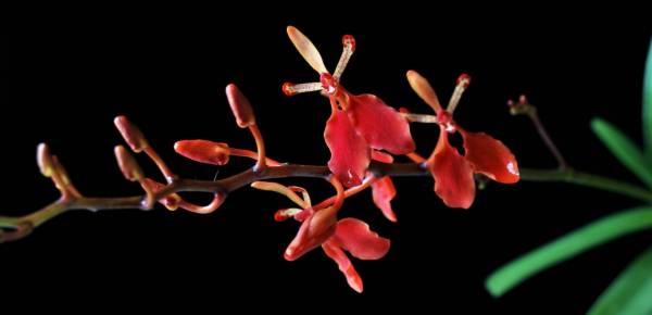 Renanthera imschootiana