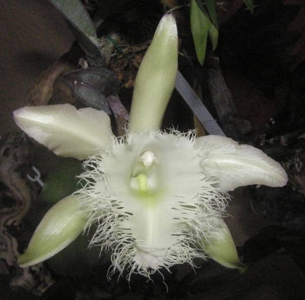 Rhyncholaelia Digbyana