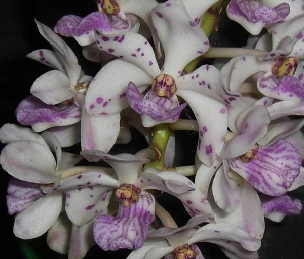 Rhynchostylis gigantea