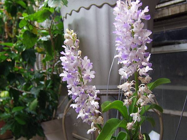 Rynchostylis_coelestis_Blue_form_016