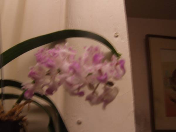 Rynchostylis_retusa_8-9-2011_005