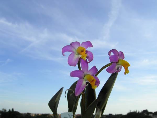 Laelia lucasiana