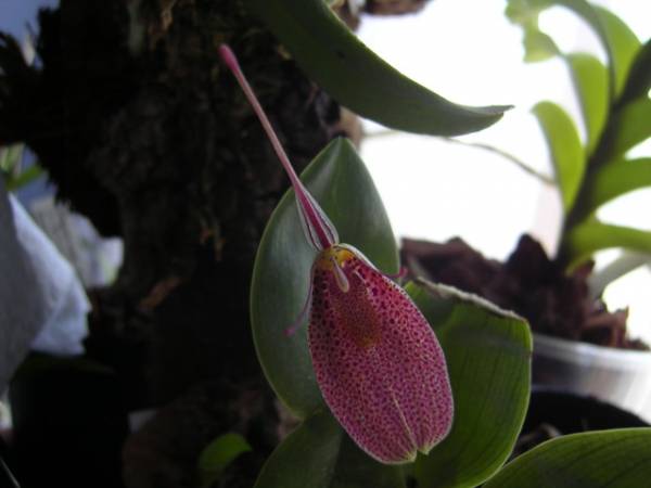 Restrepia guttulata