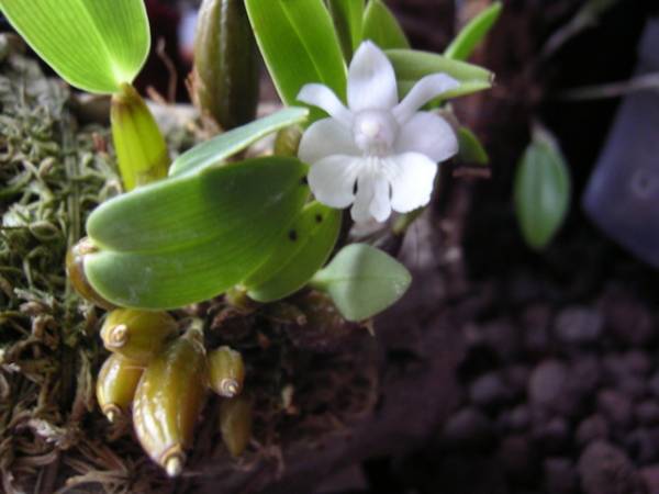 Dendrobium aberrans