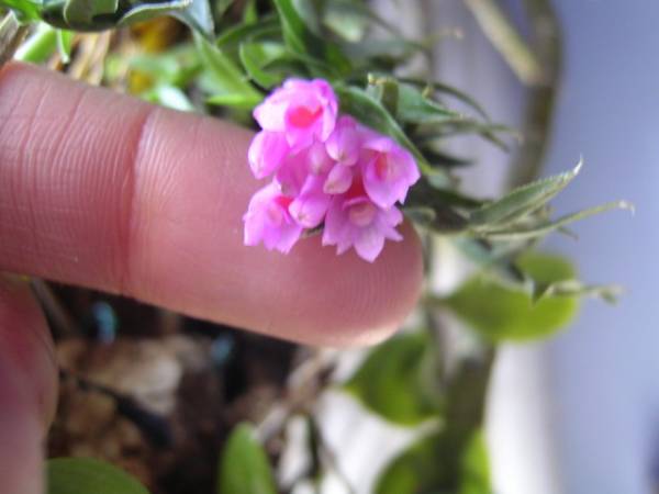 Dendrobium dichaeoides