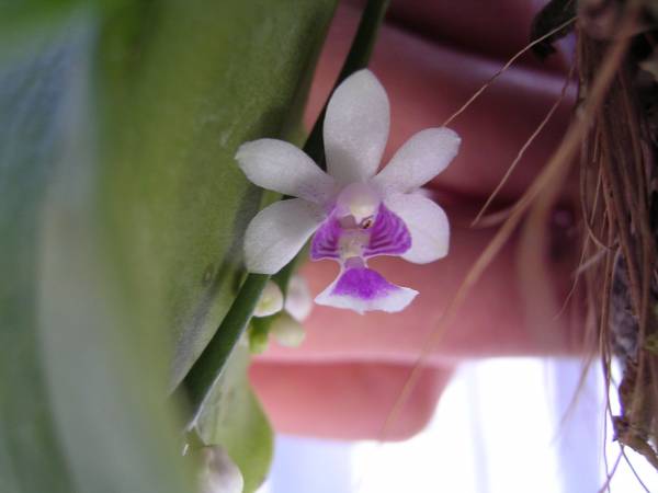 Phalaenopsis deliciosa