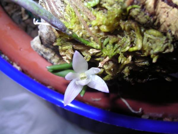 Leptotes unicolor