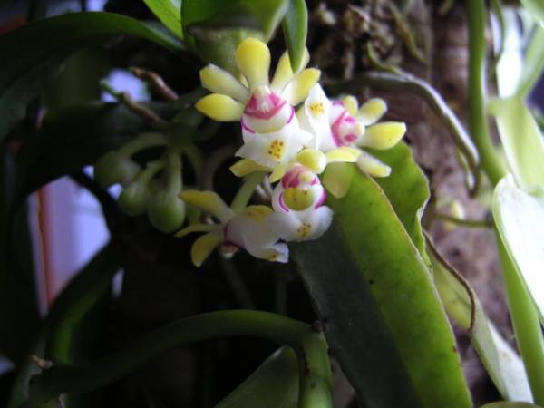 Gastrochilus japonicus