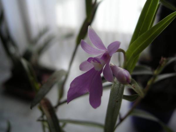 Oerstedella centradenia