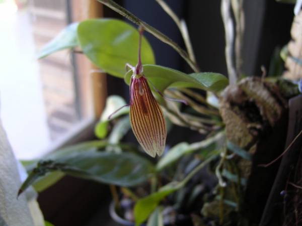 Restrepia antennifera