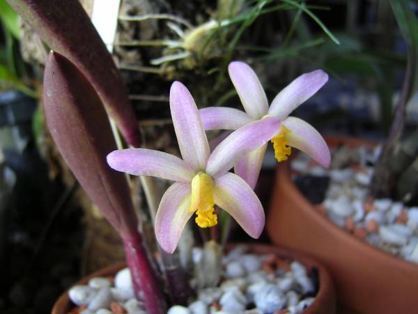 Laelia reginae