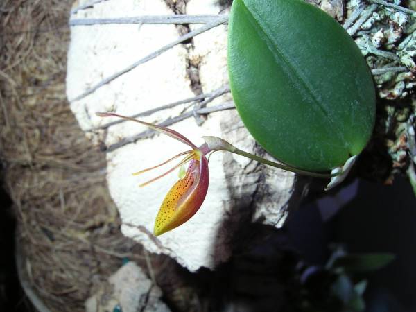 Restrepia mohrii