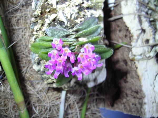 Schoenorchis pachyacris