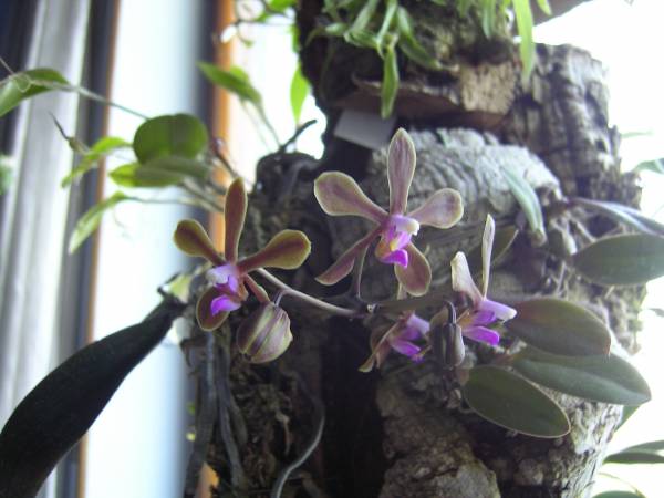 Phalaenopsis braceana