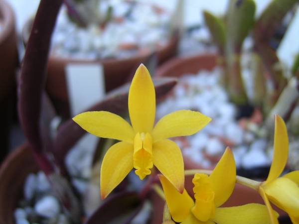 Laelia bradei