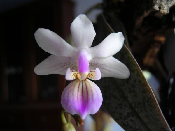 Phalaenopsis lindenii