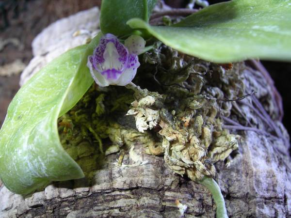 Phalaenopsis appendiculata