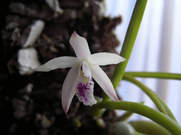 Laelia lundii