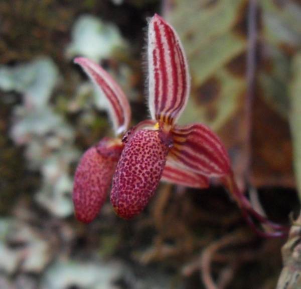 Bulbophyllum species