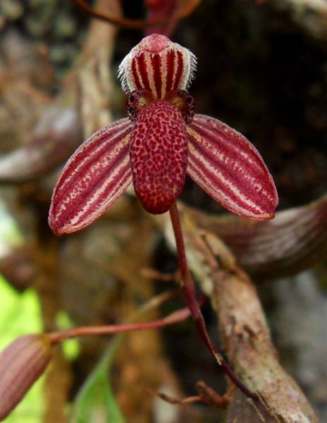 Bulbophyllum species