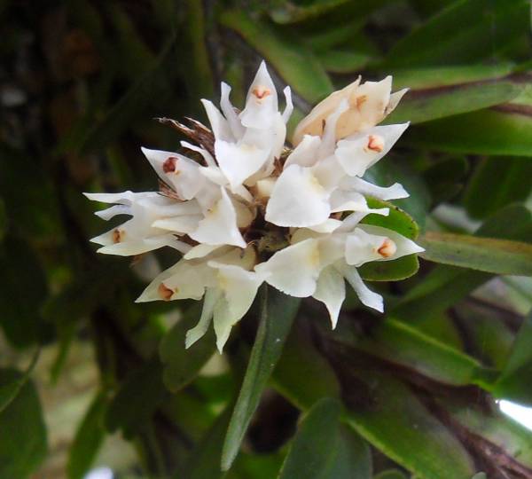 little white cluster