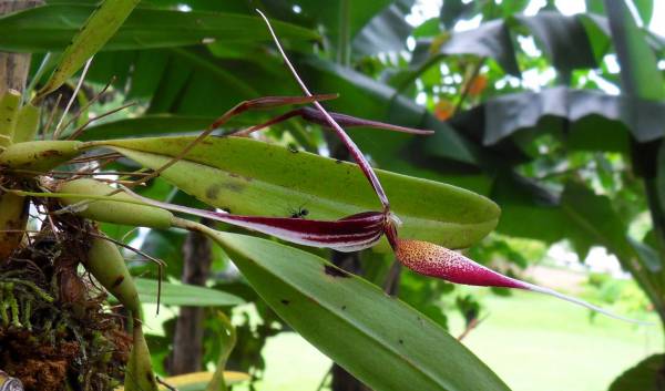 bulbophyllum speices (very long sepals)