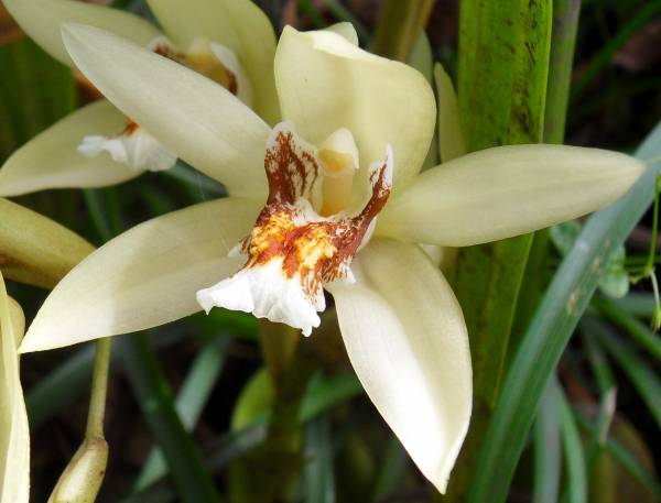 coelogyne asperata