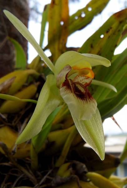 Coelogyne