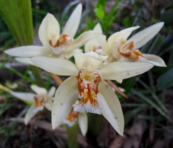 Coelogyne