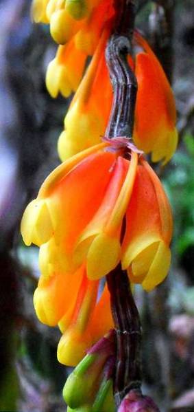 Dendrobium phlox (detail)