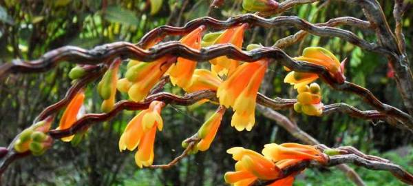 Dendrobium phlox (plant)