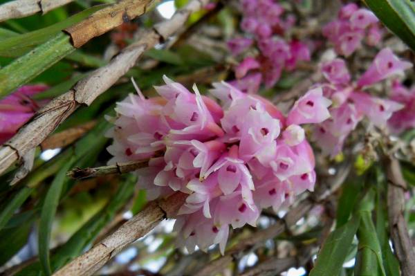 Dendrobium Alaticaulinum?