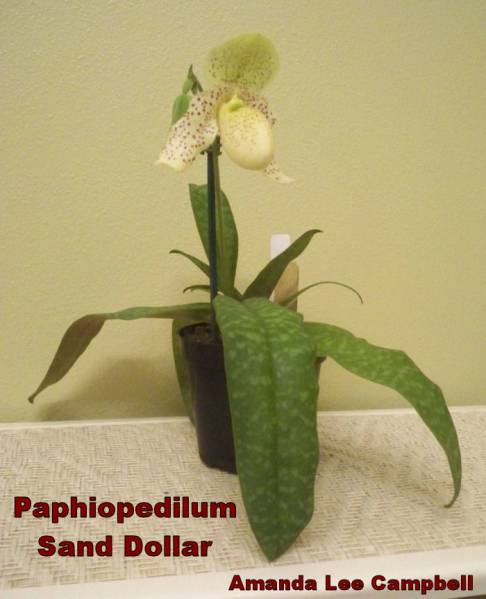 Paphiopedilum Sand Dollar