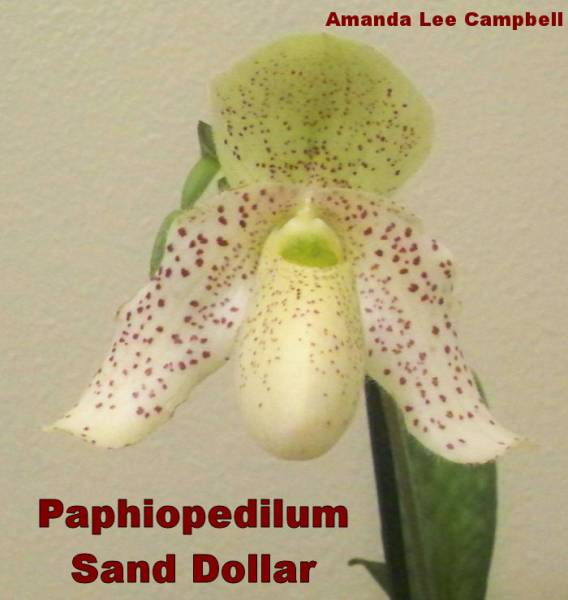 Paphiopedilum Sand Dollar