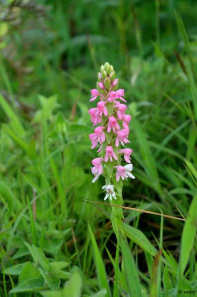 Satyrium_nepalense