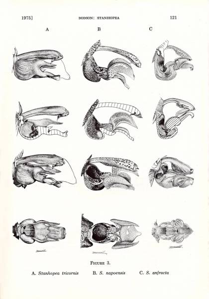 Selbyana_1975_nap_Page_18