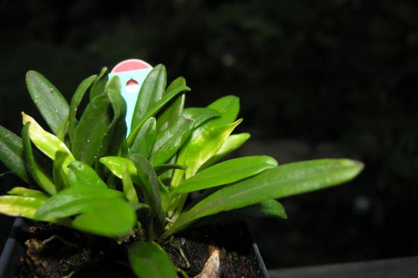 Sick Masdevallia Wendlandianum